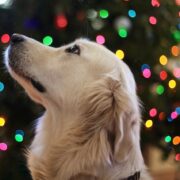 De leukste kerstcadeaus voor kids