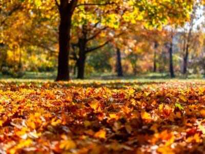 Herfst in aantocht Deze tuinklusjes staan op je lijst