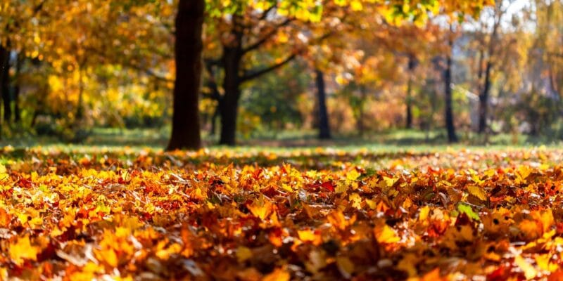 Herfst in aantocht Deze tuinklusjes staan op je lijst